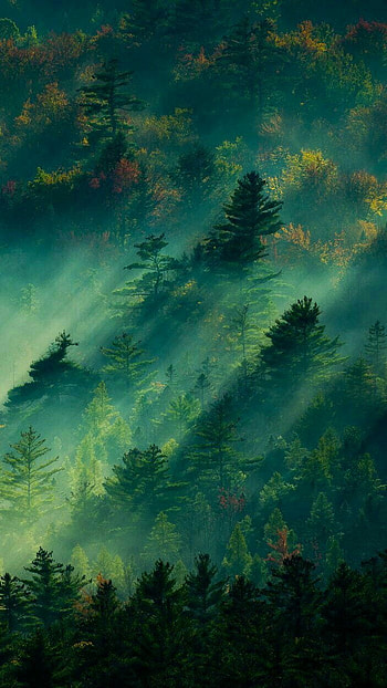 Nature Relax, Cute Relaxing HD phone wallpaper