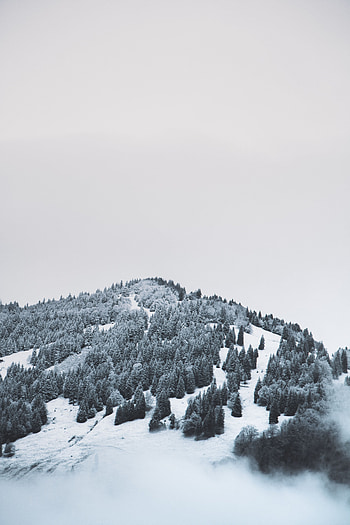 Nature, Trees, Snow, Mountain, Fog, Elevation HD phone wallpaper