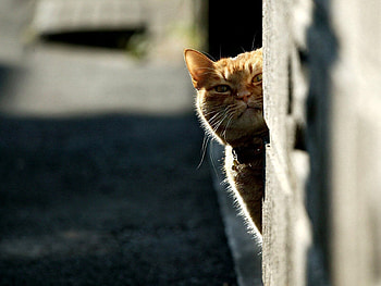 Animals, Shine, Light, Cat, Peek Out, Look Out HD wallpaper