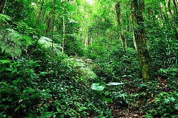 Jungle, plants, moss, grass, forest, tree HD wallpaper