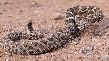 Great Basin rattlesnake, Rattlesnake HD wallpaper