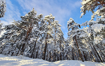 Winter Forest in Latvia, winter, Latvia, forest, snow HD wallpaper
