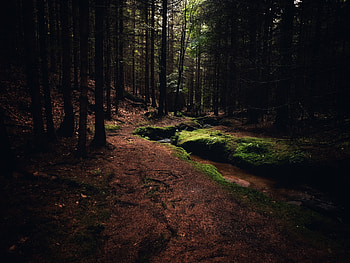 Forest, natur, nature, wald, tree, baum HD wallpaper