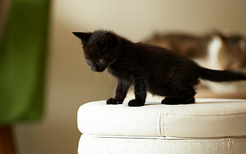 *** BLACK KITTEN ***, ANIMAL, ANIMALS, KITTEN, CATS, CAT HD wallpaper