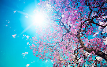 Cherry Blossom Tree, cherry, trees, nature, spring HD wallpaper
