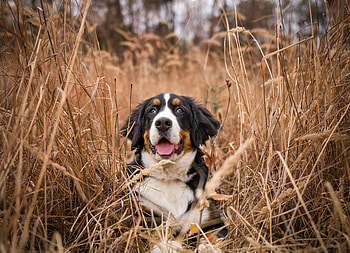 Animals, Grass, Dog, Spotted, Spotty, Bernese Mountain Dog, Berne Zennenhund HD wallpaper