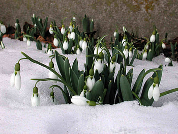 Plants, Winter, Flowers, Snowdrops HD wallpaper