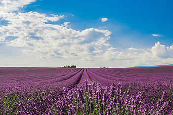 field, nature, lavender HD wallpaper
