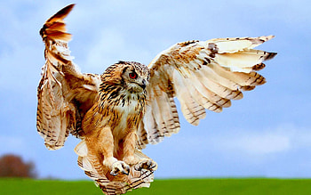 Animals, Birds, Owl HD wallpaper