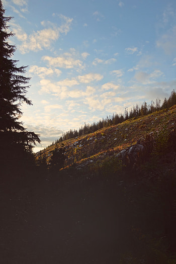 Landscape, Nature, Trees, Dark, Slope, Hill HD phone wallpaper