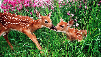 Spring animals, , Nature's awakening, Vibrant beauty HD wallpaper