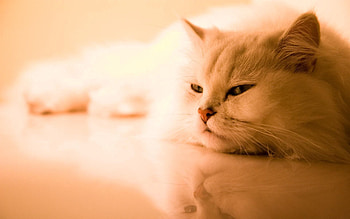 Animals, Cat, Fluffy, Dream, Sleep, Persian HD wallpaper