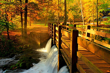 Autumn forest, Bridge, Trees, Park, Alley, River HD wallpaper