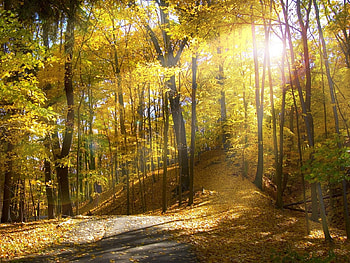 Landscape, Trees, Autumn, Sun HD wallpaper