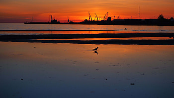 Bird On Sea Coast Ocean Water Ships Silhouette Background Twilight Dark Background Dark Background HD wallpaper