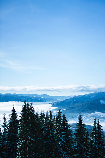 Nature, Trees, Mountains, Clouds, Forest, Panorama, Ukraine, Bukovel HD phone wallpaper