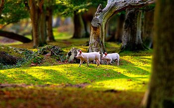 Animals, Trees, Grass, Pigs, Field, Stroll, Piglets HD wallpaper