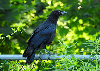 Beautiful Crow, Bird, graphy, Beautiful, Summer, Crow HD wallpaper