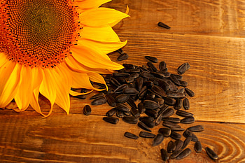 Sunflower oil extraction, Seed to oil process, Golden elixir, Culinary staple HD wallpaper