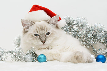Animals, Holidays, Cats, New Year, Christmas, Xmas HD wallpaper