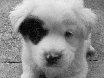 my feety, cute dog HD wallpaper