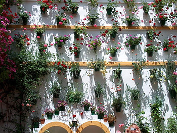 Flowers for Jasnas, spain, walls, flowers, amazing, cordoba, andalucia, pots HD wallpaper