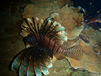 Leo the Lionfish, fish, animals, lionfish, tropical HD wallpaper