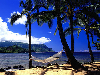 Landscape, Palms, Summer HD wallpaper