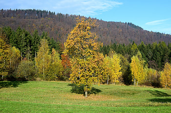 Nature, Trees, Grass, Autumn, Field HD wallpaper