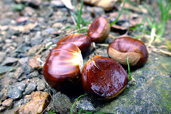 Chestnut on the ground, Natural beauty, Inspiring , Grounded perspective HD wallpaper