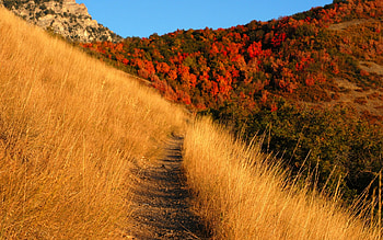 Path Through the Amber Grass, path, amber, trees, autumn, nature, grass HD wallpaper