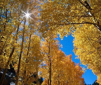 A Patch Of Blue, blue, golden, colorful, seasons, yellow, shine, trees, autumn, sky, sun, forest HD wallpaper
