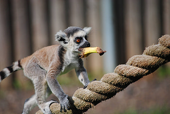 Animals, Food, Cable, Stroll, Animal, Lemur, Rope HD wallpaper