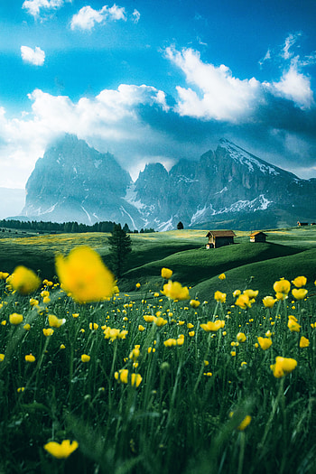 Nature, Flowers, Mountains, Snow, Field, Snow Covered, Snowbound HD phone wallpaper