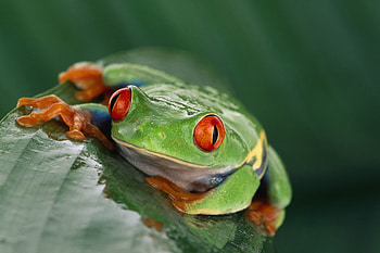 Animals, Eyes, Wet, Sheet, Leaf, Humid, Frog HD wallpaper