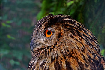 Animals, Owl, Bird, Beak, Predator HD wallpaper
