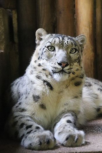 Snow Leopard, Makalu, Dudley Zoo HD phone wallpaper