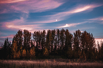 Nature, Trees, Sunset, Grass, Sky HD wallpaper
