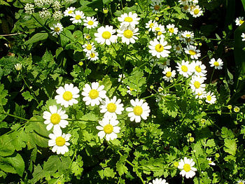 Plants, Flowers, Camomile HD wallpaper