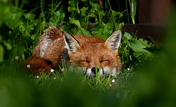Sleeping fox, animal, one, red, green, vulpe, fox, orange, sleep HD wallpaper