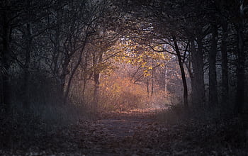 Peaceful forest pathway during autumn with golden leaves and soft morning light. HD wallpaper