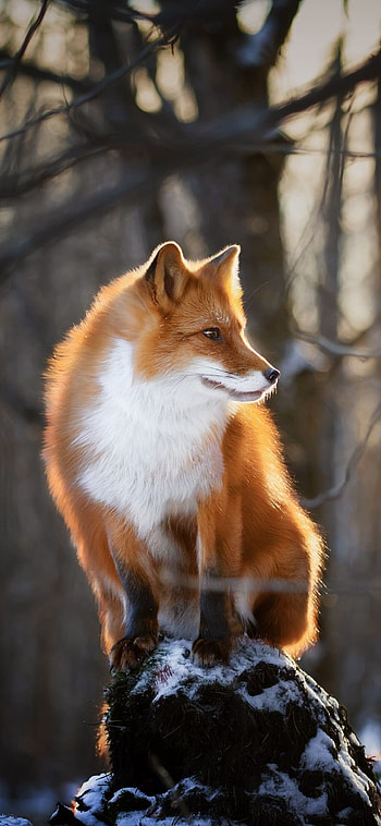 Fox, Android mobile, Vivid fur, Wild animal HD phone wallpaper