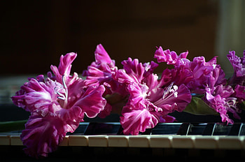 Flowers, Pink, Gladiolus, Piano, Keys HD wallpaper