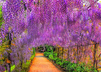 Beautiful Flowers, cool, beautiful, flowers HD wallpaper