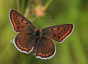 BROWN BUTTERFLY, animal, wings, brown, butterfly, insect HD wallpaper