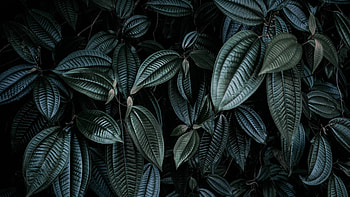 Leaf patterns, Natural textures, Organic designs, Botanical HD wallpaper
