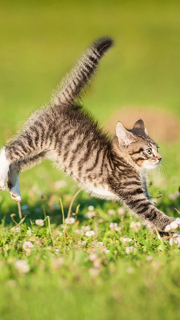 kitten, Animal, cat HD phone wallpaper