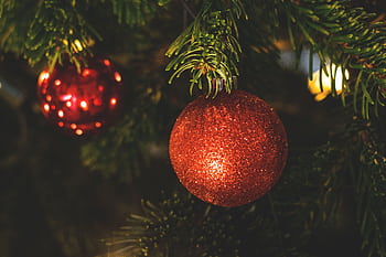 Close-up of glittery red Christmas ornaments hanging on a green fir tree branch. HD wallpaper