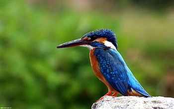 Kingfisher Bird, kingfisher, birds HD wallpaper