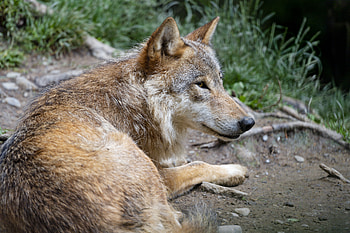 Animals, Predator, Wolf, Sight, Opinion, Animal, Profile HD wallpaper